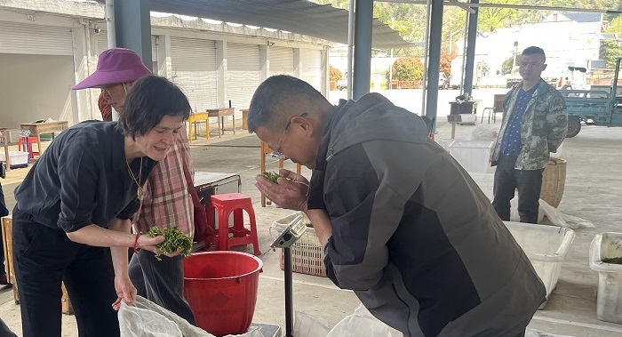 鲜叶上市：参观当地茶叶市场.jpg